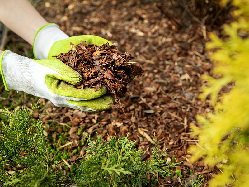 Hands holding mulch